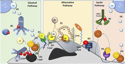 Trypanosoma cruzi Evades the Complement System as an Efficient Strategy to Survive in the Mammalian Host: The Specific Roles of Host/Parasite Molecules and Trypanosoma cruzi Calreticulin